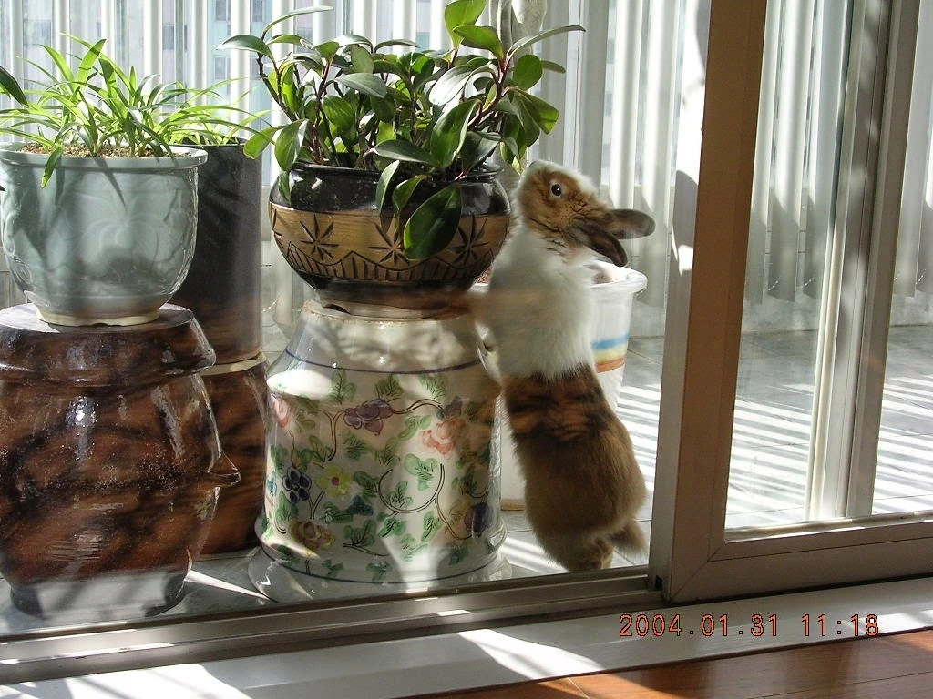 토리미 입 주목                                                                                                                                                                      en.JPG