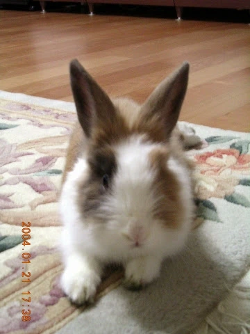 요걸로 할까                                                                                                                                                                         en.JPG