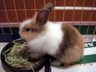 귀 쫑긋 토리미                                                                                                                                                                      n.JPG