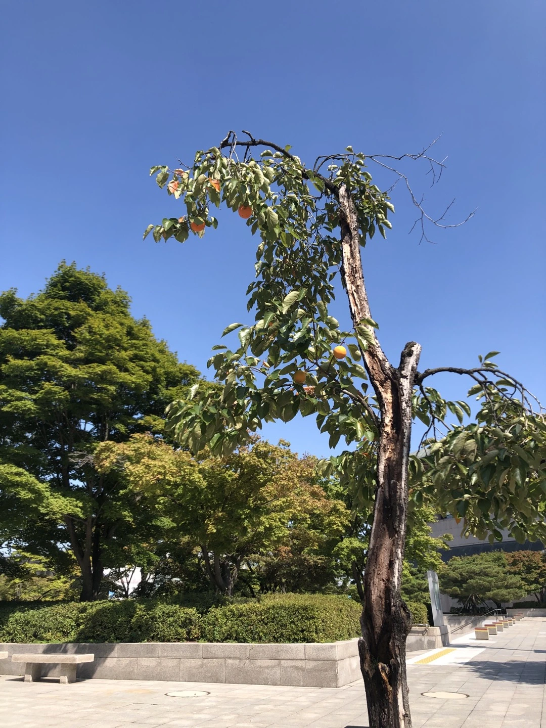 예당 감나무.jpeg