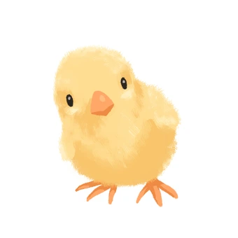 병아리.jpeg