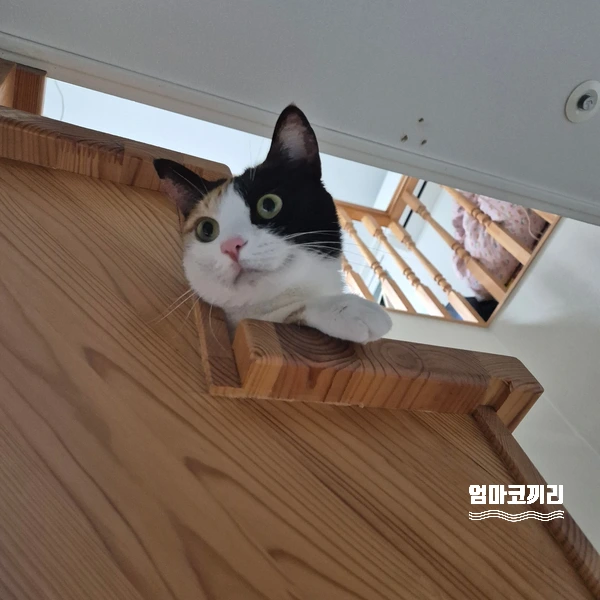 SE-70a6cadb-dabc-48ea-9957-b0ebe799d19b.jpg?type=w1