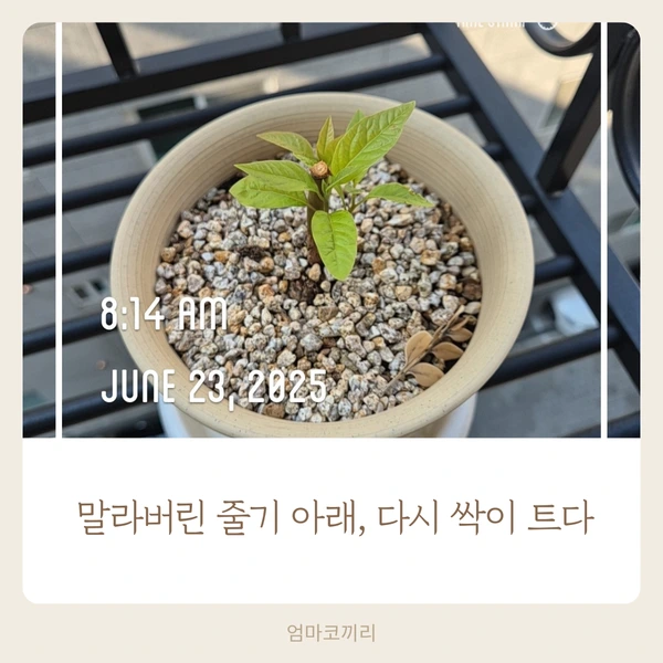 SE-e656f9ef-a8d5-40df-8653-de04e464e540.png?type=w1