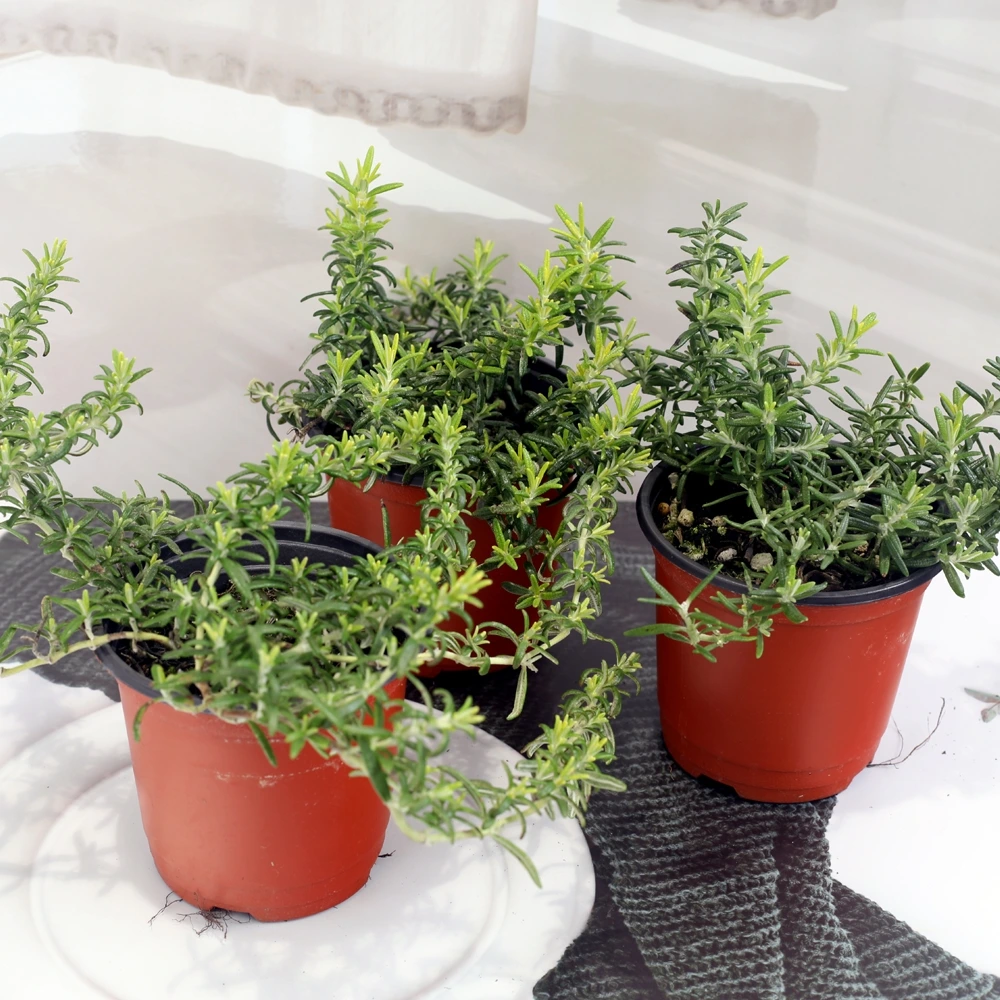 115166_represent.jfif