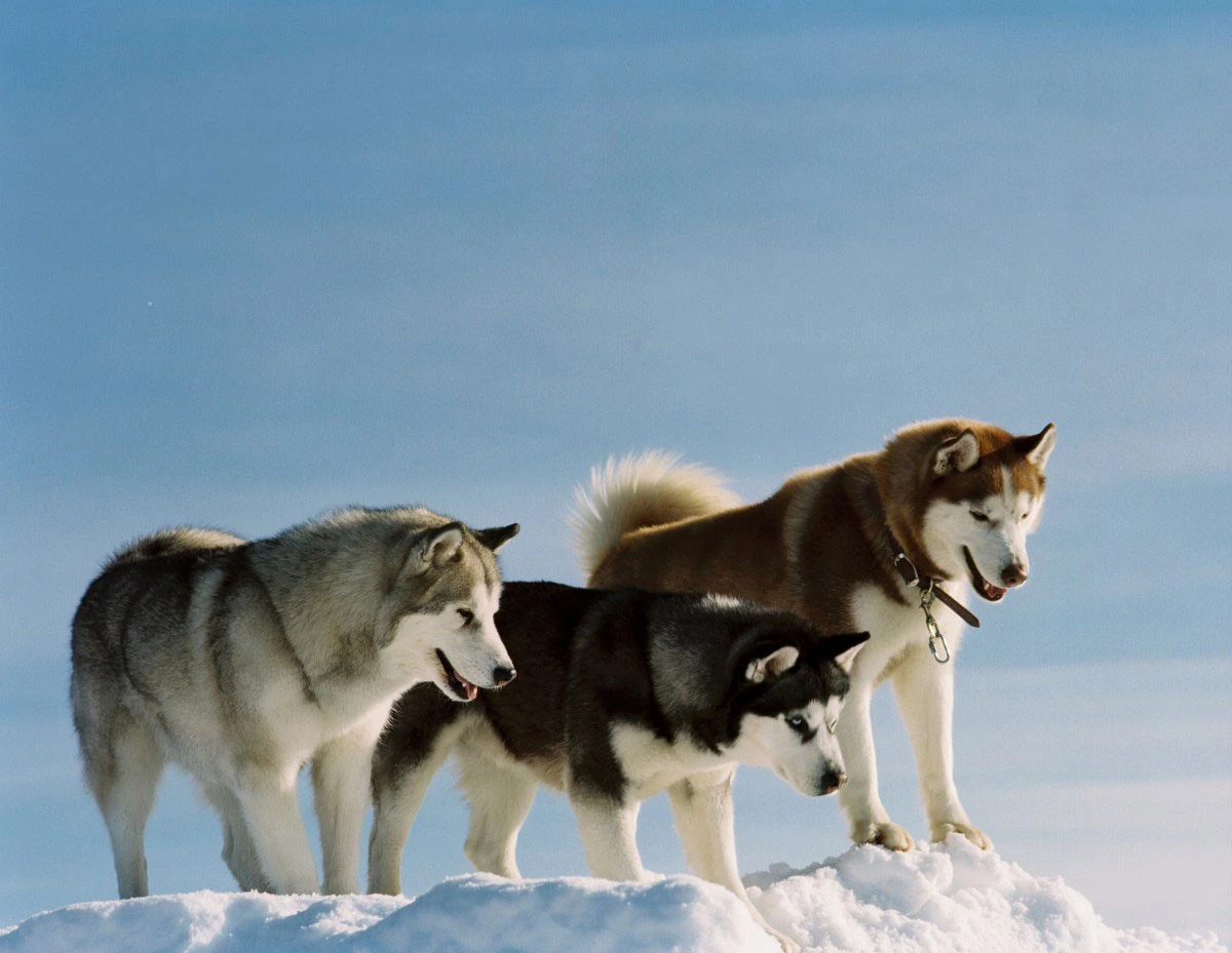 에이트 빌로우_2.jpeg