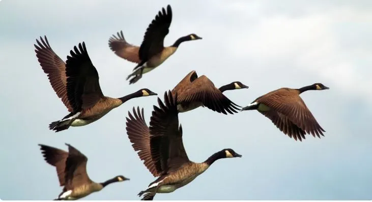 birds of a feather flock together.JPG