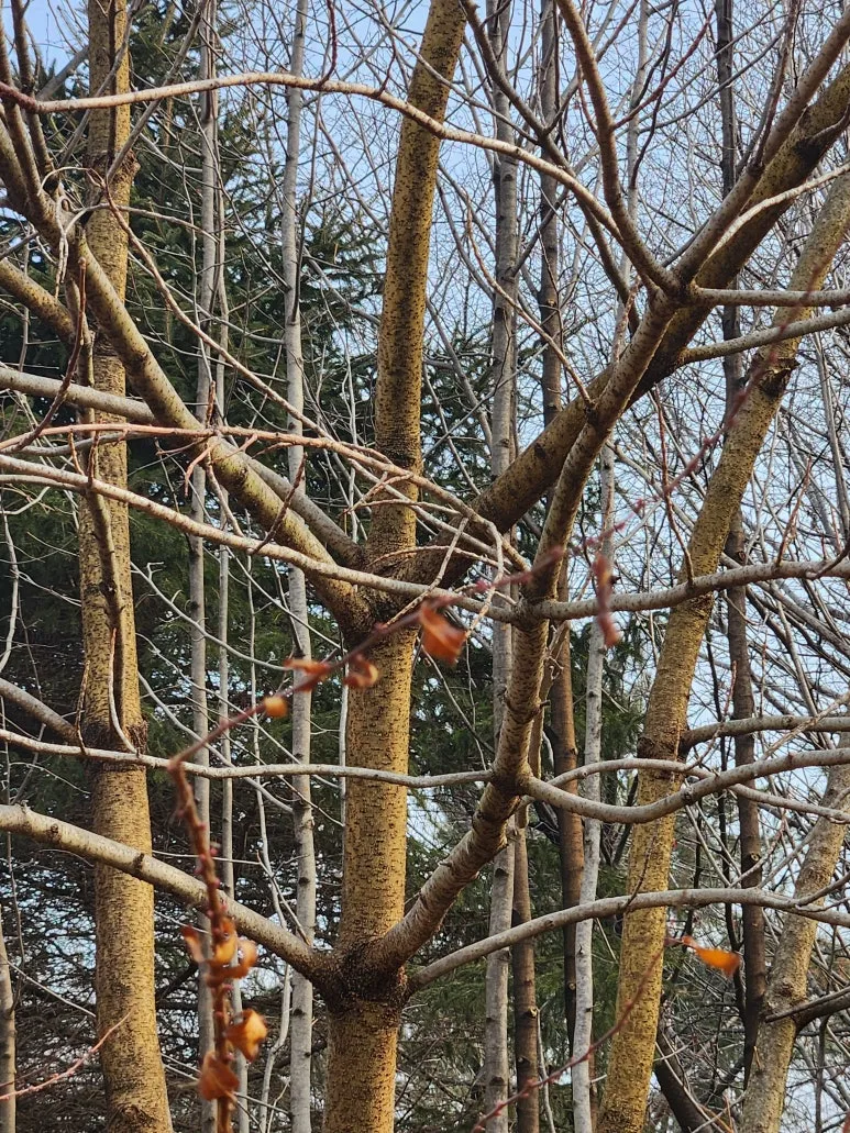 %EC%9D%B4%EB%82%98%EB%AC%B4_%EC%88%98%ED%94%BC.jpg?type=w773