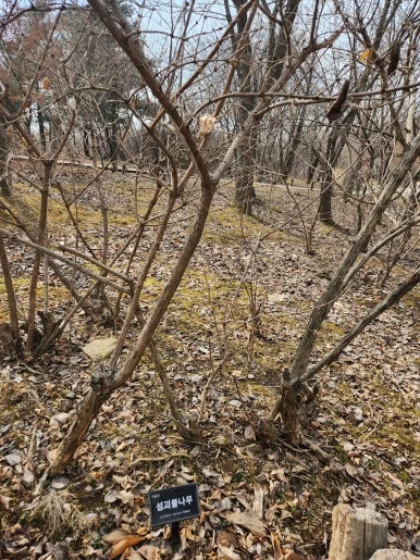 %EC%84%AC%EA%B4%B4%EB%B6%88%EB%82%98%EB%AC%B4.jpg?type=w386