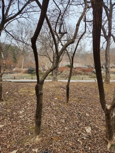 %EA%B4%B4%EB%B6%88%EB%82%98%EB%AC%B4%EC%88%98%ED%98%95.jpg?type=w386