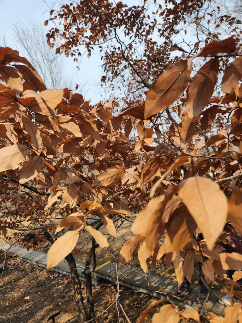 %EA%B0%90%ED%83%9C%EB%82%98%EB%AC%B4.jpg?type=w773