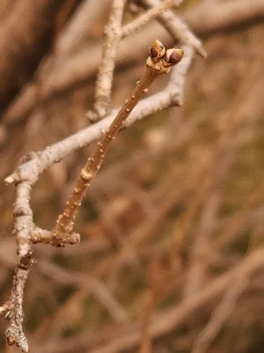 20250215_160645.jpg?type=w386