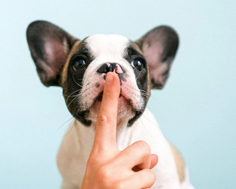 SE-ceb6b786-dfee-4541-9e04-1da17515a372.jpg?type=w773