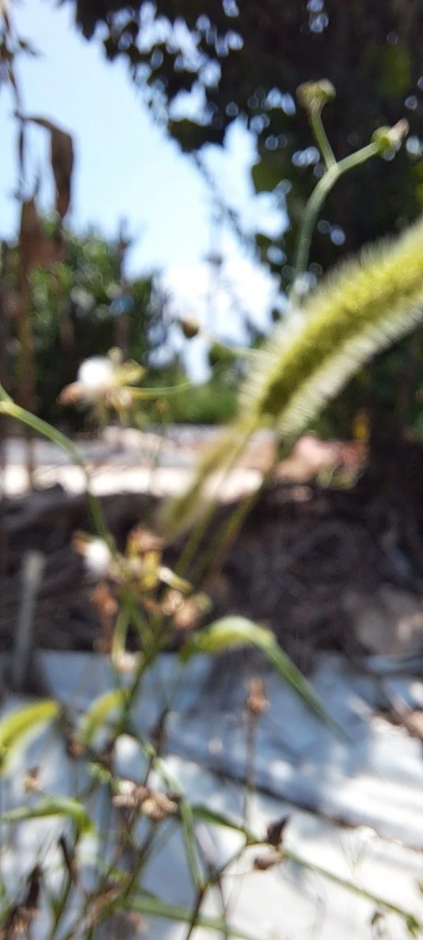 SE-37d9bfc9-fea8-11eb-b774-0b38f6b04d0e.jpg?type=w1600