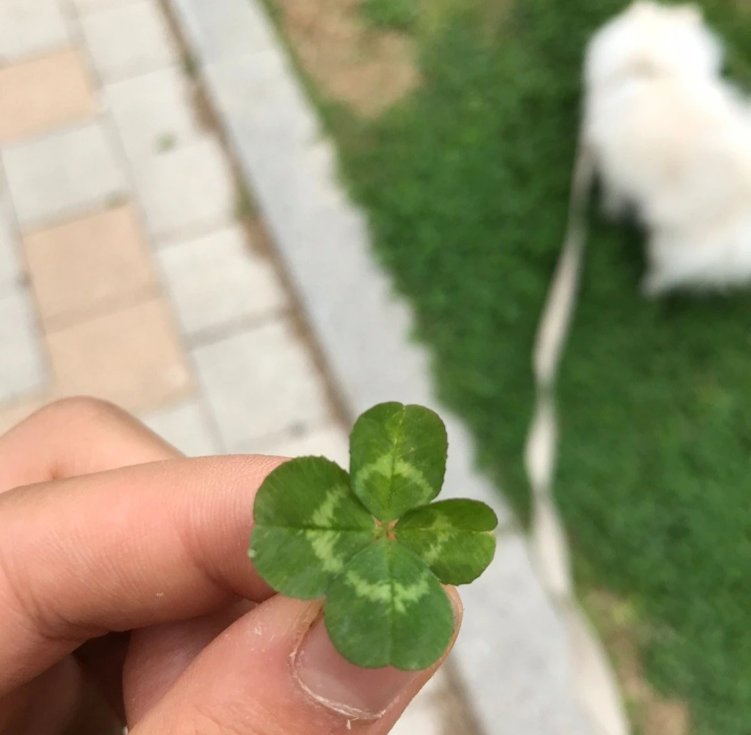 Screenshot%EF%BC%BF20210808%EF%BC%8D020321%EF%BC%BFKakaoTalk.jpg?type=w1600