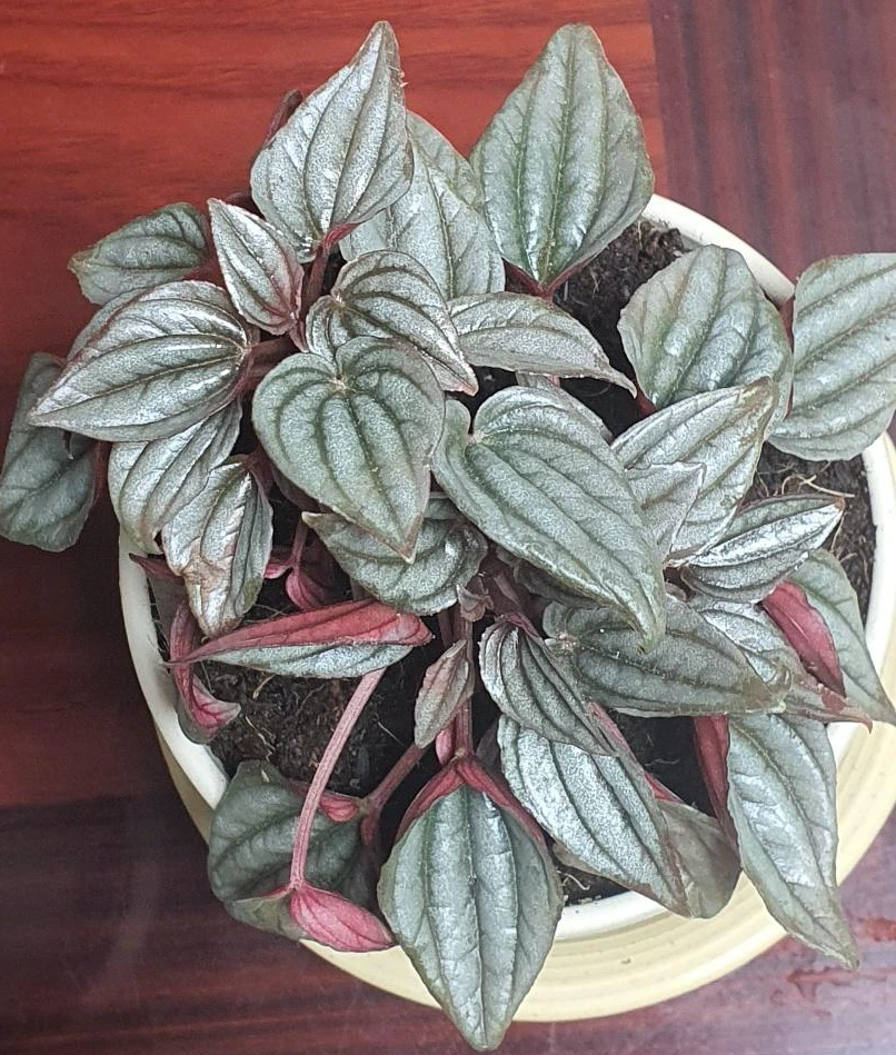 KakaoTalk_Photo_2022-06-02-14-08-07 002.jpeg