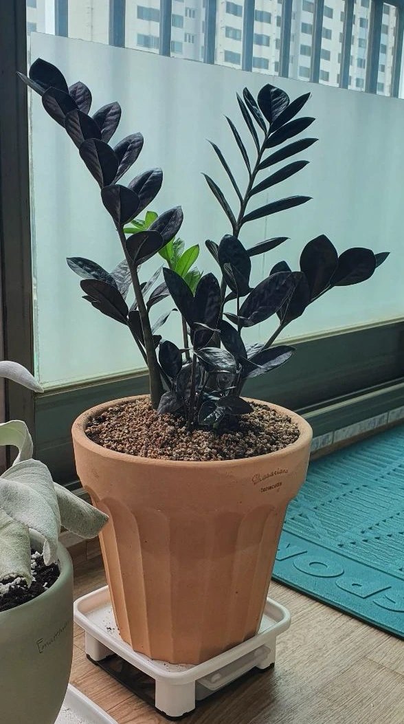 KakaoTalk_Photo_2022-06-28-14-27-59 005.jpeg