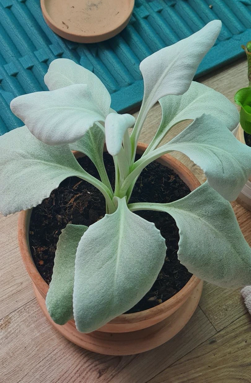 KakaoTalk_Photo_2022-06-02-13-51-01 007.jpeg