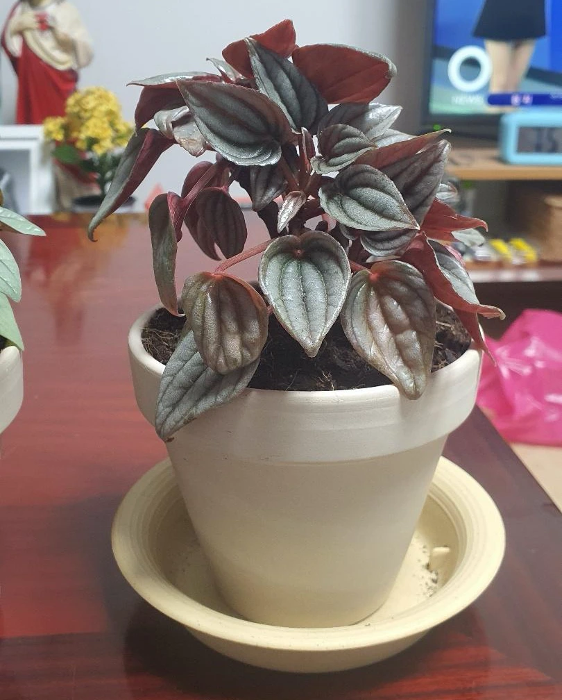 KakaoTalk_Photo_2022-06-02-14-08-07 001.jpeg