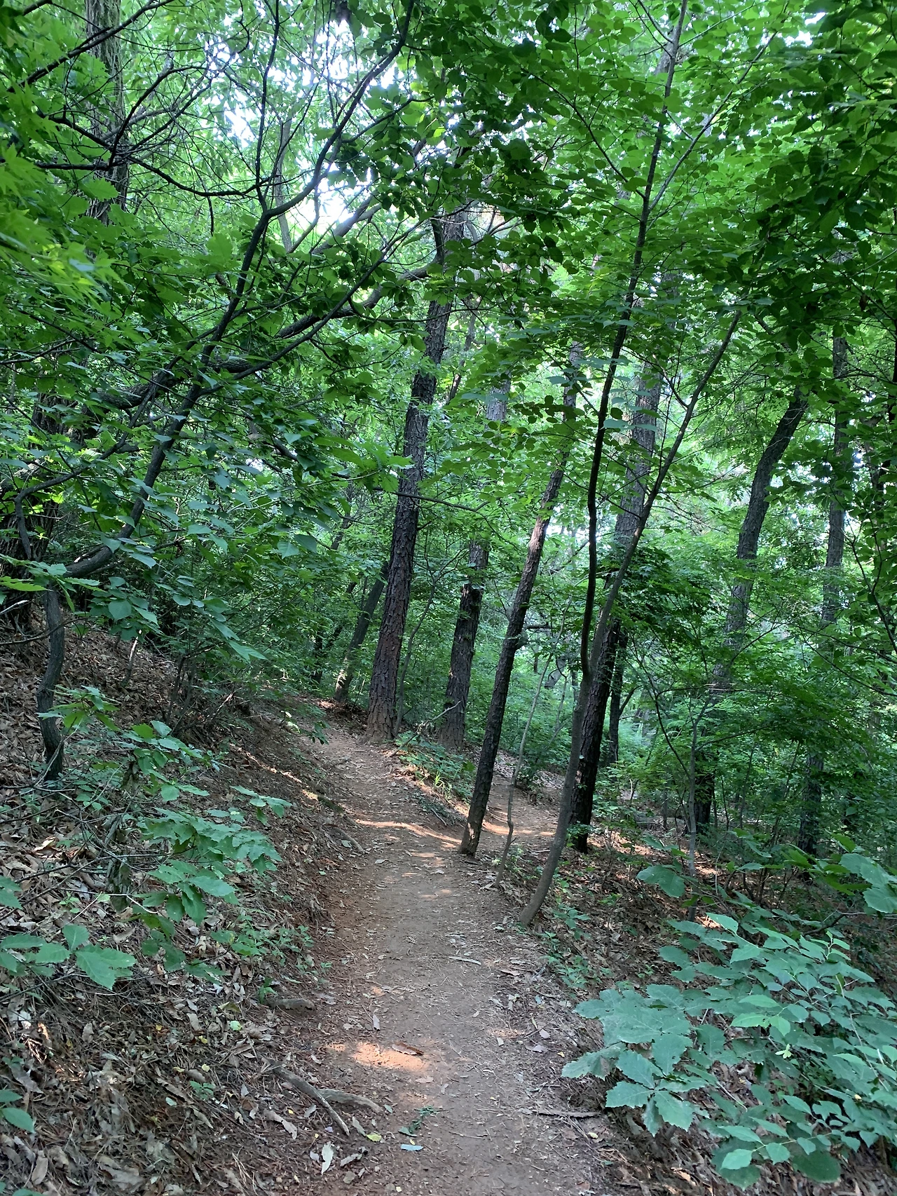 %EC%88%B2%EA%B8%B8.jpg?type=w3840