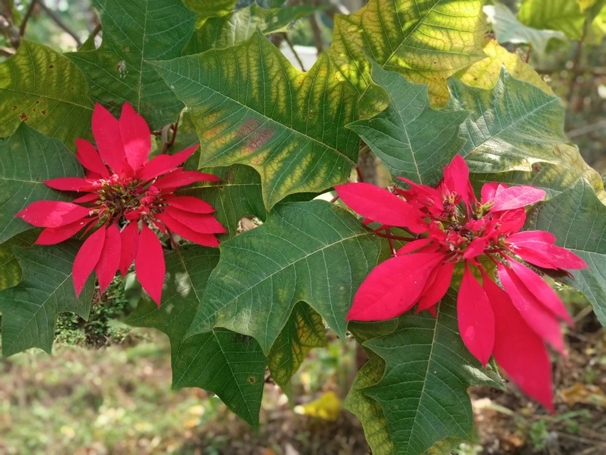 IMG_20221224_144319.jpg?type=w1600