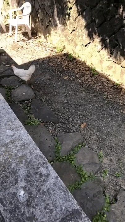 ezgif.com-video-to-gif-2.gif?type=w1