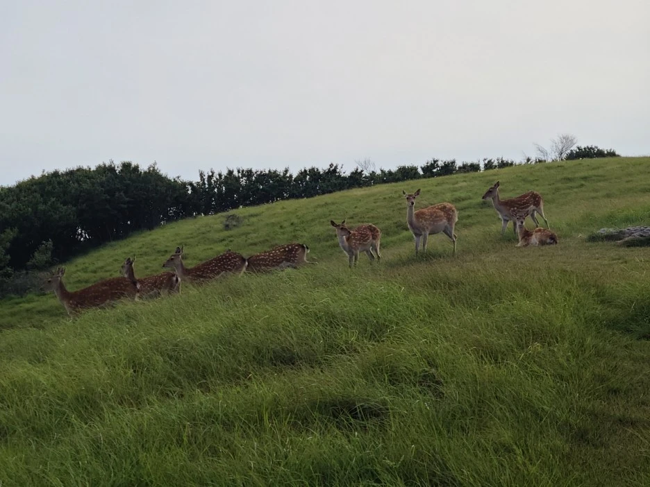 E95CEDC3-4E75-4F1F-8777-A46DE2F130FD.jpeg?type=w1