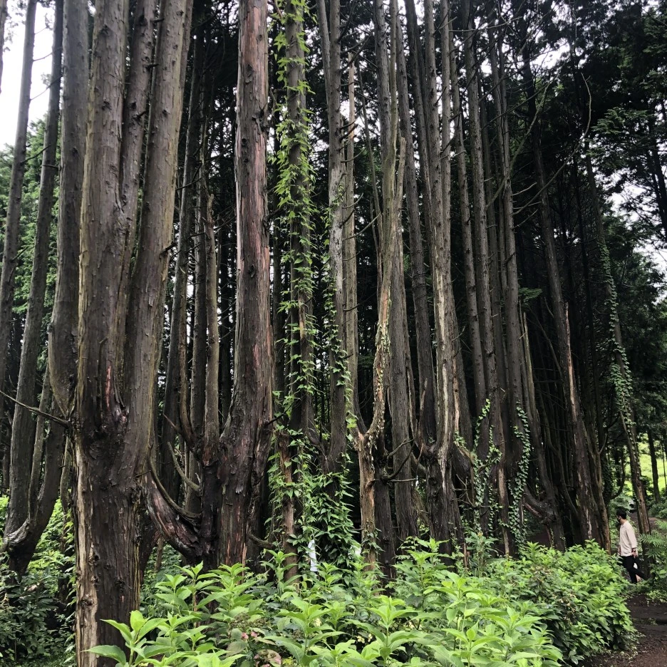 IMG_6016.JPG?type=w1