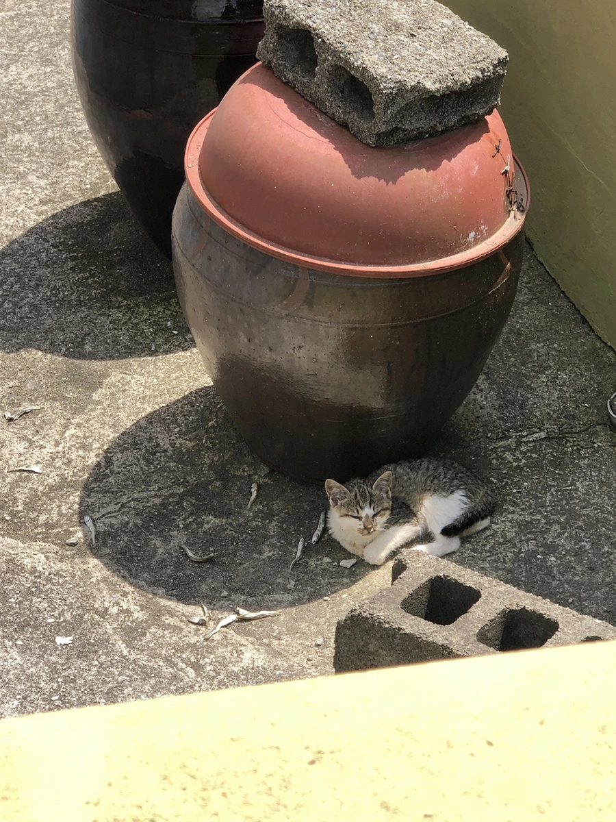 IMG_3395.JPG?type=w1