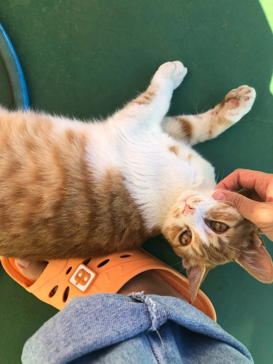 SE-6424912b-77a0-4c60-9330-1b713c639bbf.jpg?type=w1