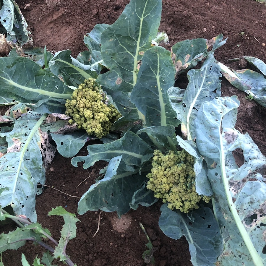 IMG_3409.JPG?type=w1