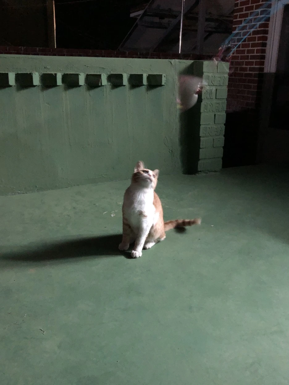 IMG_8531.JPG?type=w1