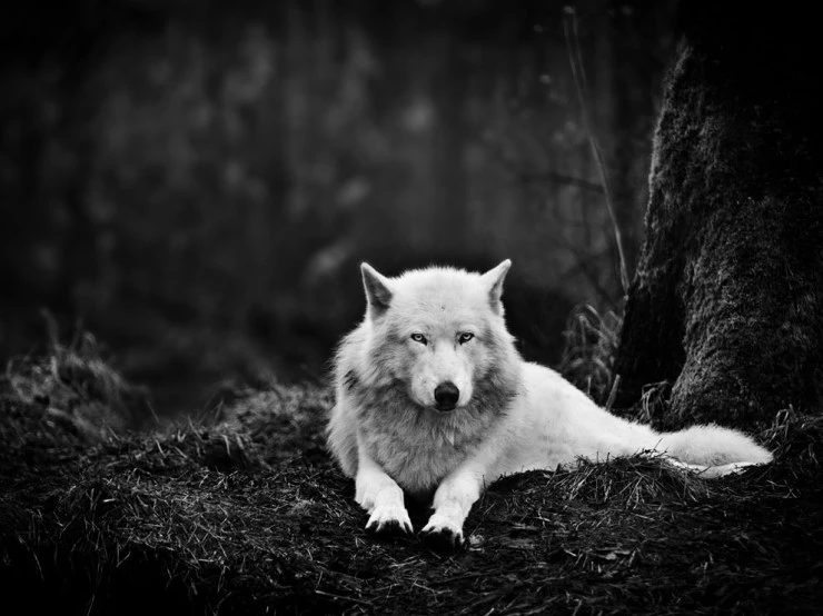 gray-wolf-sanctuary_47913_990x742.jpg?type=w2