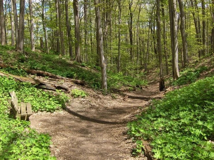 BaltimoreWoods8752.jpg?type=w2