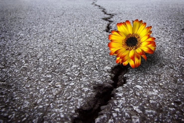 bigstock-Flower-In-Asphalt-6418224.jpg?type=w2
