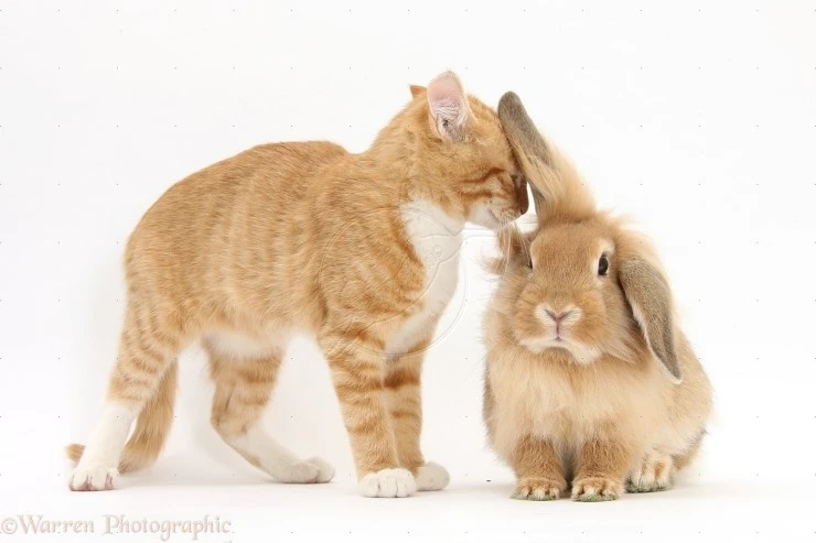 29316-ginger-kitten-talking-to-sandy-lionhead-rabbit-white-background.jpg?type=w2