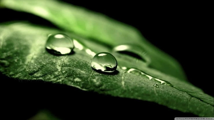 wet-leaf-wallpaper.jpg?type=w2