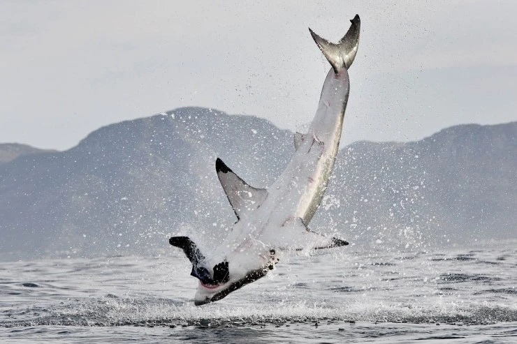 2602_1great_white_shark_scaler_27.jpg?type=w2