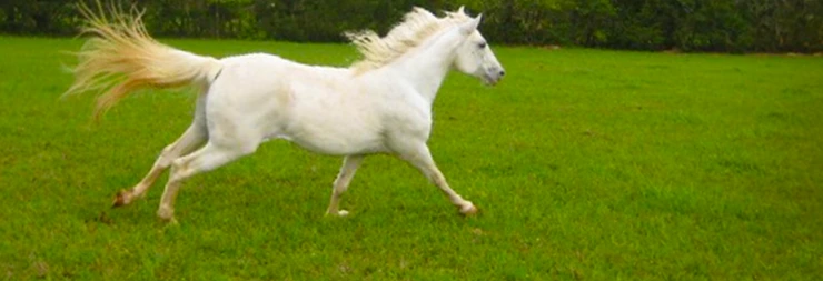 horse-889x304.png?type=w2