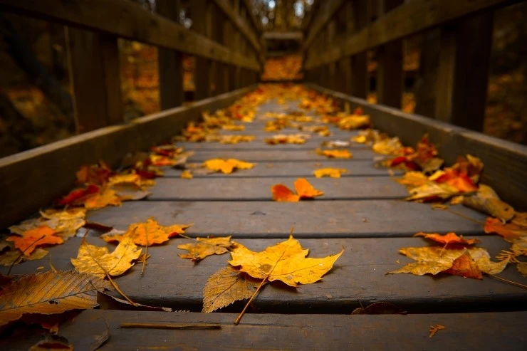 Autumn-Bridge.jpg?type=w2