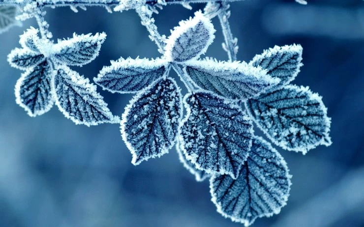 cold_winter_morning_frost_leaves-2560x1600.jpg?type=w2