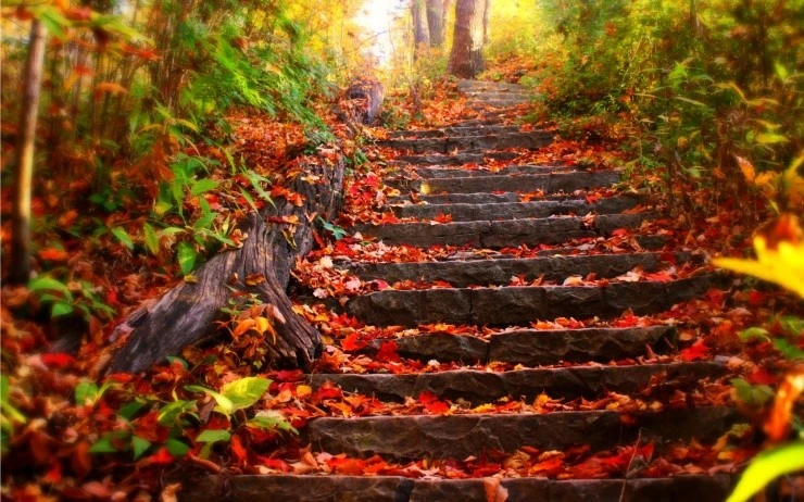 Autumn-steps.jpg?type=w2
