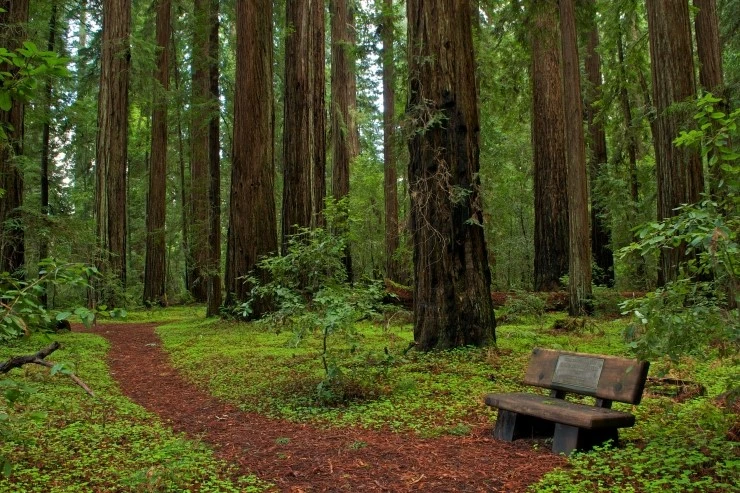 Hendy_Woods_State_Park.jpg?type=w2