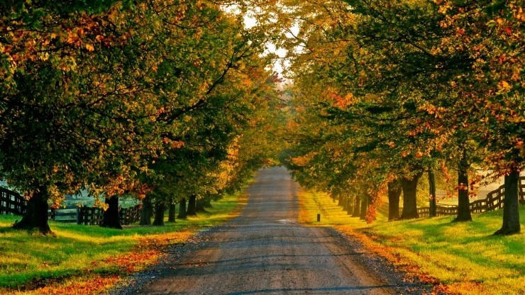 autumn-road-wallpaper-wallpapers-wallpaper-high-quality-nature-landscapes-photo-.jpg?type=w2