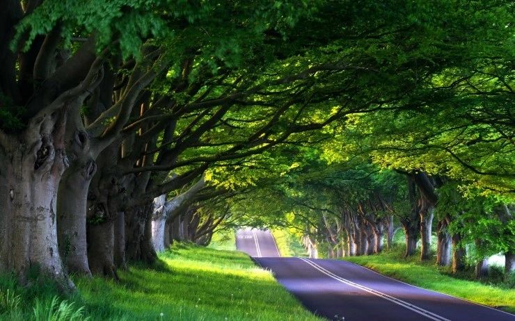 road-alley-road-alley-nature-forest-trees-tree-spring-spring-wallpaper-summer1.jpg?type=w2