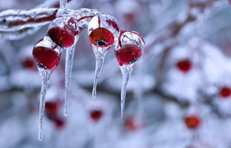 winter-berry-3.jpg?type=w2