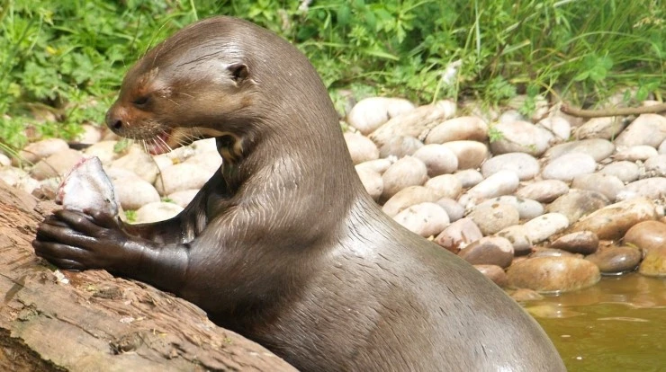 animal_sounds_database.jpg?type=w2