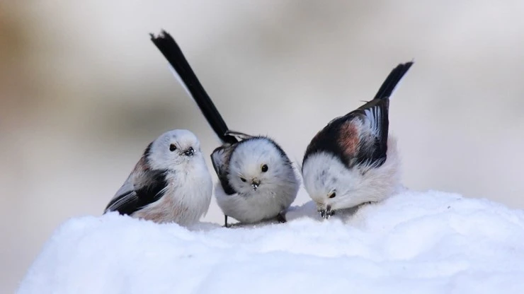 animals_other_cute-snow-birds_60583.jpg?type=w2