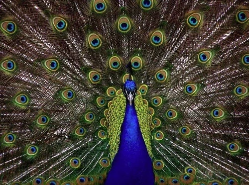 180315 - peacock.JPG