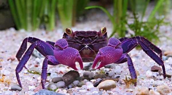 crab.JPG
