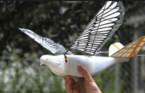 180626 chin dove 1.JPG